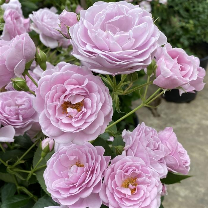 予約販売 バラ苗 バラ大苗 コルデス プロローグ 品種登録出願中 薔薇 バラ 京成バラ園 大苗 Kso 12月上旬以降発送 Z フラワーネット日本花キ流通 通販 Yahoo ショッピング