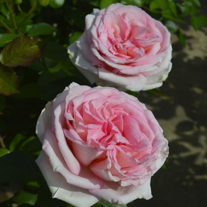 予約販売 バラ苗 バラ大苗 コルデス マカロン ピンク 品種登録出願中 薔薇 バラ 京成バラ園 大苗 Kso 12月上旬以降発送 Z フラワーネット日本花キ流通 通販 Yahoo ショッピング