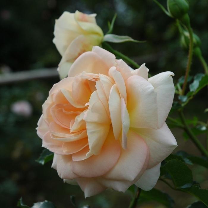 予約販売 バラ苗 バラ大苗 タンタウ マリー アントワネット 登録品種 薔薇 バラ 京成バラ園 大苗 Kso 12月上旬以降発送 Z フラワーネット日本花キ流通 通販 Yahoo ショッピング