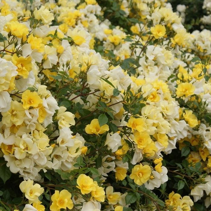 予約販売 バラ苗 バラ大苗 メイアン リモンチェッロ 登録品種 薔薇 バラ 京成バラ園 大苗 Kso 12月上旬以降発送 Z フラワーネット日本花キ流通 通販 Yahoo ショッピング