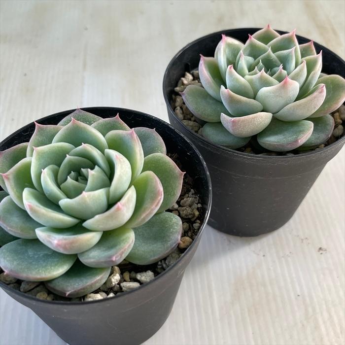 多肉植物 Skエケベリア クリスタルローズ 多肉植物 エケベリア 7 5cmポット Z フラワーネット日本花キ流通 通販 Yahoo ショッピング