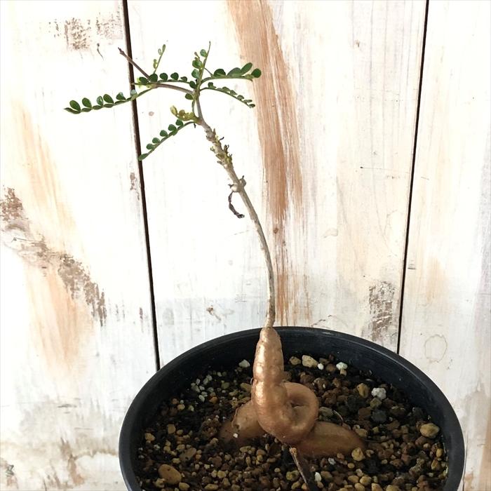 多肉植物 Caオペルクリカリア パキプス 実生 4号鉢 0712 005 多肉植物 コーデックス 現品販売 Z フラワーネット日本花キ流通 通販 Yahoo ショッピング