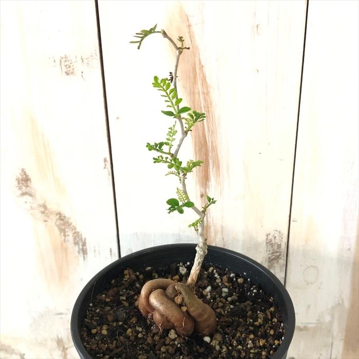 多肉植物 Caオペルクリカリア パキプス 実生 4号鉢 0712 009 多肉植物 コーデックス 現品販売 Z フラワーネット日本花キ流通 通販 Yahoo ショッピング