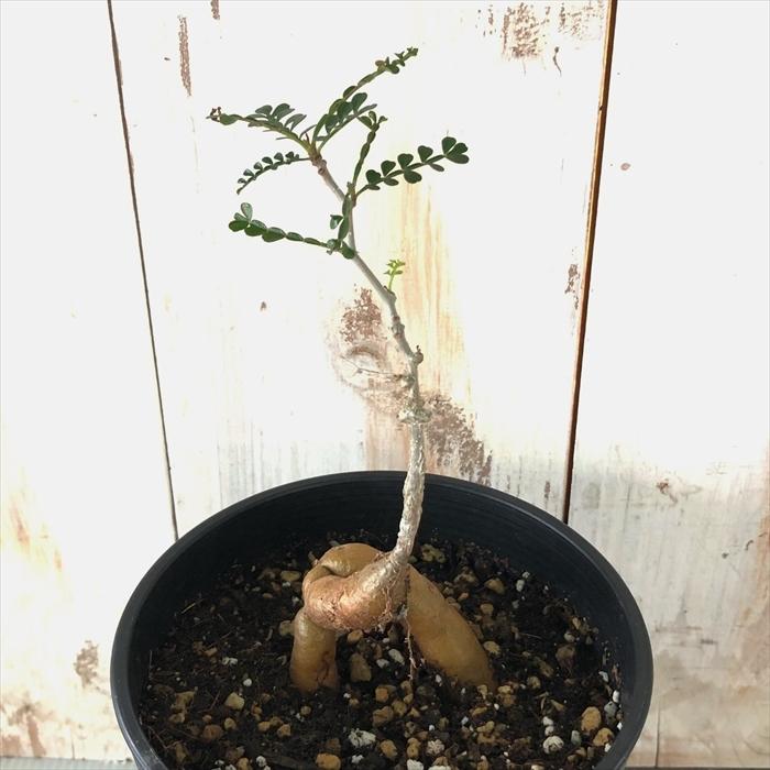 多肉植物 Caオペルクリカリア パキプス 実生 4号鉢 0712 029 多肉植物 コーデックス 現品販売 Z フラワーネット日本花キ流通 通販 Yahoo ショッピング