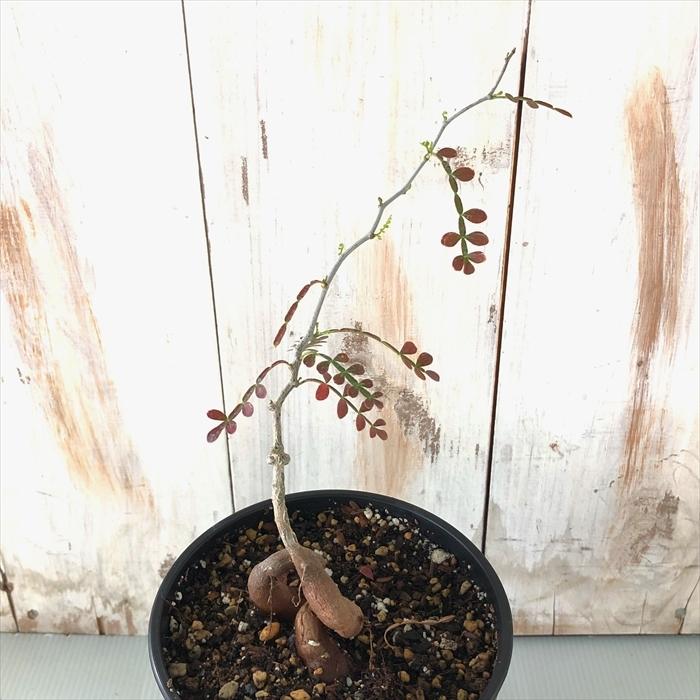 多肉植物 Caオペルクリカリア パキプス 実生 4号鉢 0712 033 多肉植物 コーデックス 現品販売 Z フラワーネット日本花キ流通 通販 Yahoo ショッピング