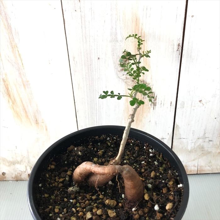 多肉植物 Caオペルクリカリア パキプス 実生 4号鉢 0712 051 多肉植物 コーデックス 現品販売 Z フラワーネット日本花キ流通 通販 Yahoo ショッピング