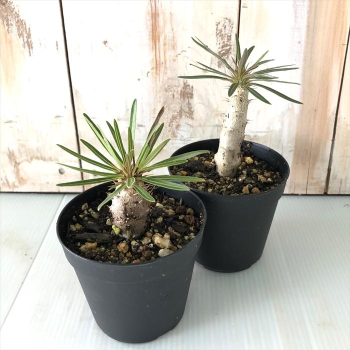 日本花キ流通 多肉植物 caパキポディウム グラキリス 実生 7.5cm