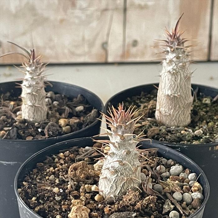 日本花キ流通 多肉植物 caパキポディウム グラキリス 実生 7.5cm 日本花キ流通 多肉植物 caパキポディウム グラキリス 実生 7.5cm
