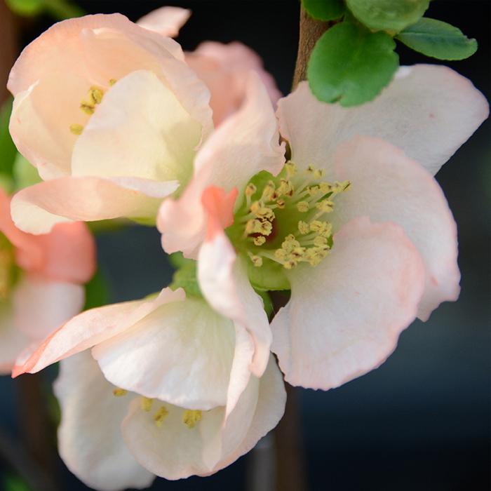木瓜 愛の月 9cmポット 開花予定株 ボケ 花苗 Z フラワーネット日本花キ流通 通販 Yahoo ショッピング