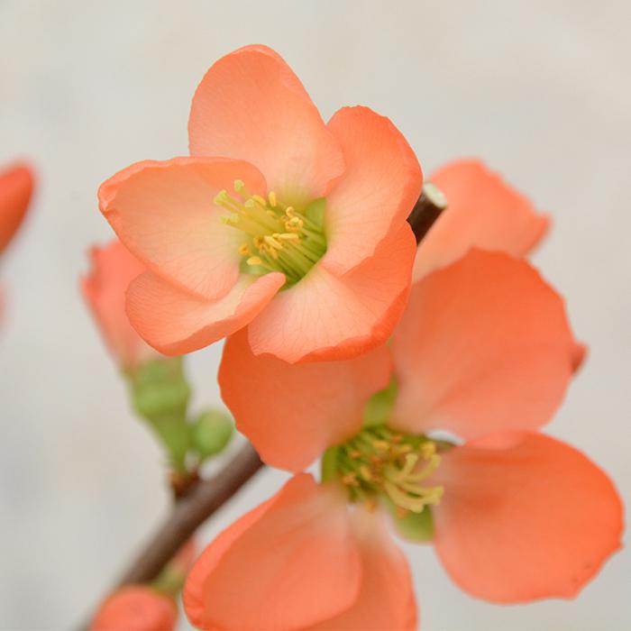 日本花キ流通 予約販売 木瓜 樺長寿 9cmポット 開花予定株 ボケ 花苗