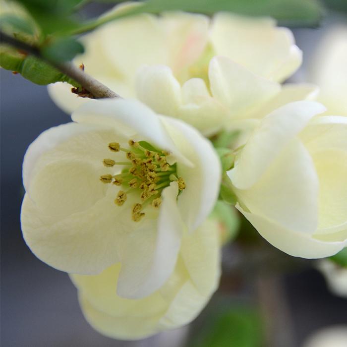 日本花キ流通 予約販売 木瓜 金牡丹 9cmポット 開花予定株 ボケ 花苗