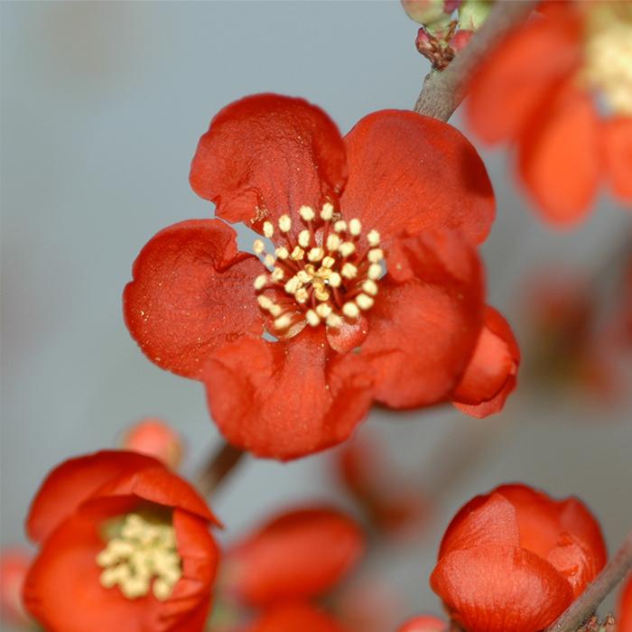 予約販売 木瓜 紅牡丹 9cmポット 開花予定株 ボケ 花苗 2月下旬以降発送 Z フラワーネット日本花キ流通 通販 Yahoo ショッピング