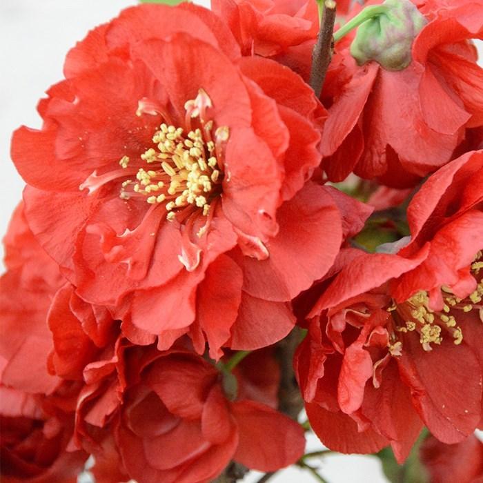 日本花キ流通 予約販売 木瓜 黒珊瑚 9cmポット 開花予定株 ボケ 花苗