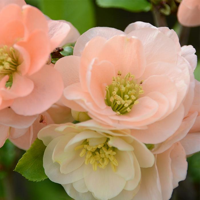 日本花キ流通 予約販売 木瓜 司牡丹 9cmポット 開花予定株 ボケ 花苗
