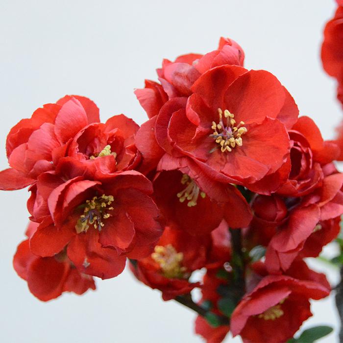 日本花キ流通 予約販売 木瓜 大黒天 9cmポット 開花予定株 ボケ 花苗