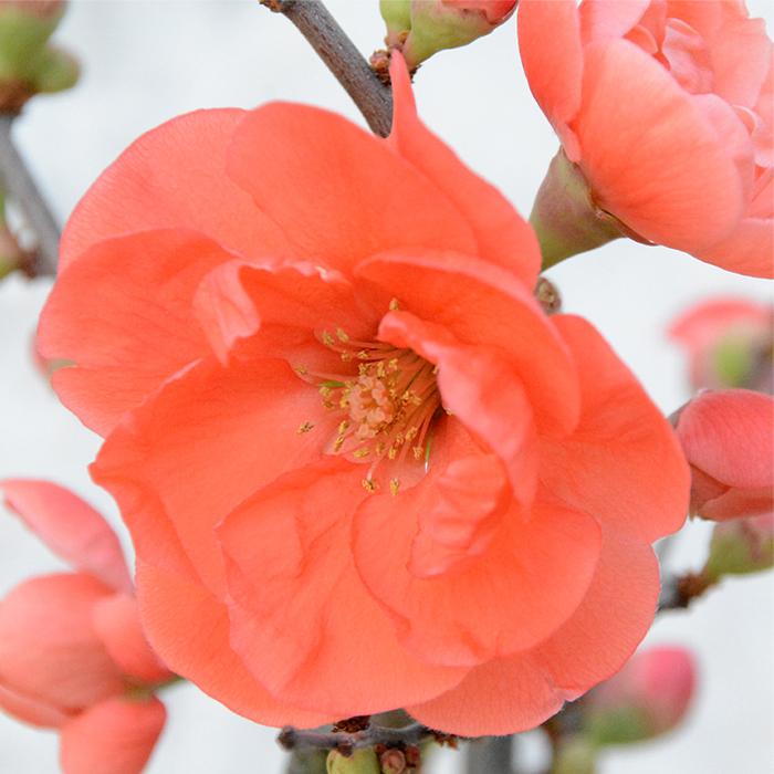 日本花キ流通 予約販売 木瓜 長寿楽 9cmポット 開花予定株 ボケ 花苗