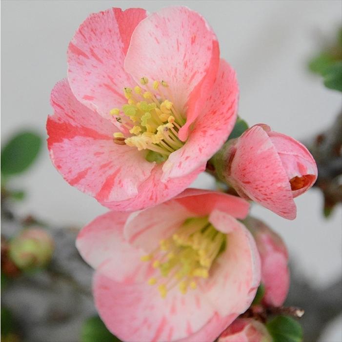 日本花キ流通 予約販売 木瓜 輝の嶺 9cmポット 開花予定株 ボケ 花苗