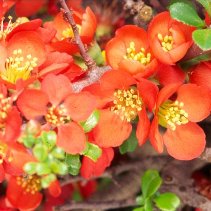 日本花キ流通 予約販売 木瓜 子宝ボケ 9cmポット 開花予定株 ボケ 花苗