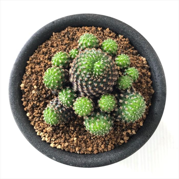 日本花キ流通 osレブチア デンシペクチナータ おもしろ サボテン 9cm