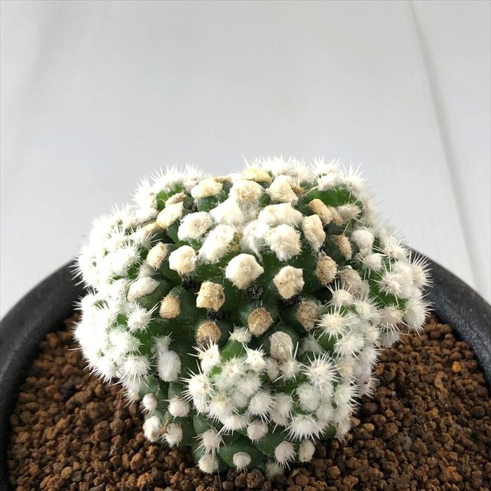 日本花キ流通 osマミラリア オルーガ おもしろ サボテン 9cmポット