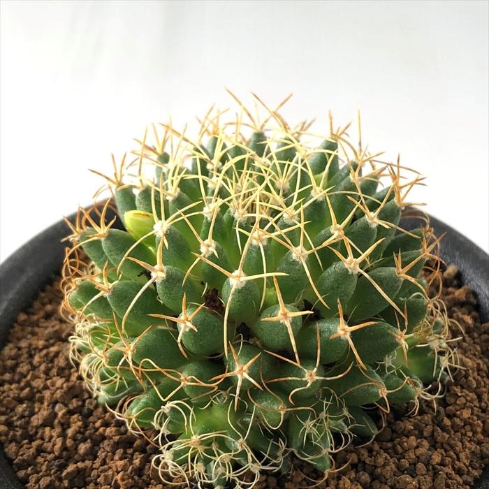 日本花キ流通 多肉植物 osマミラリア 狂刺琴糸丸 おもしろ サボテン 