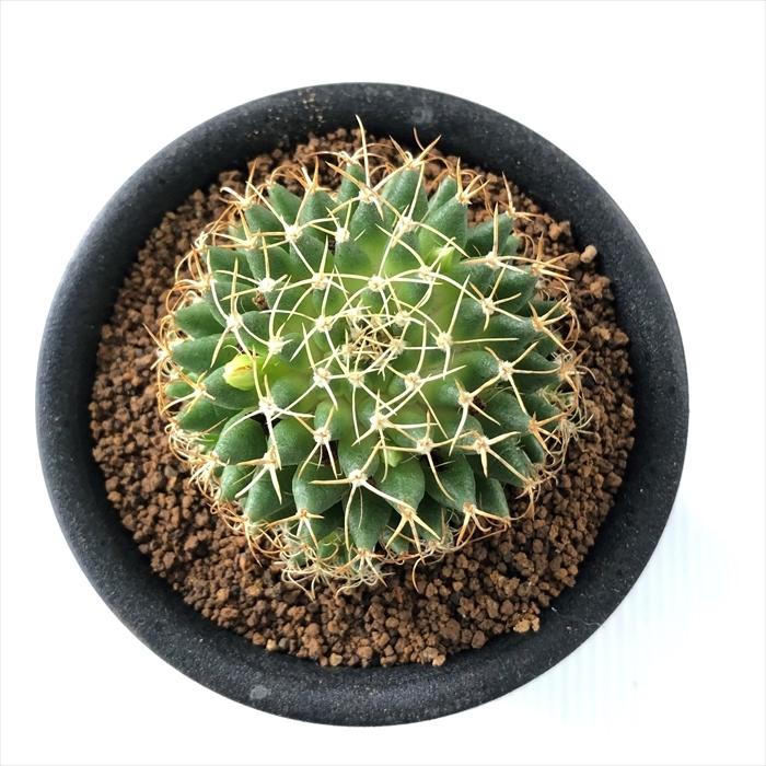 日本花キ流通 多肉植物 osマミラリア 狂刺琴糸丸 おもしろ サボテン 