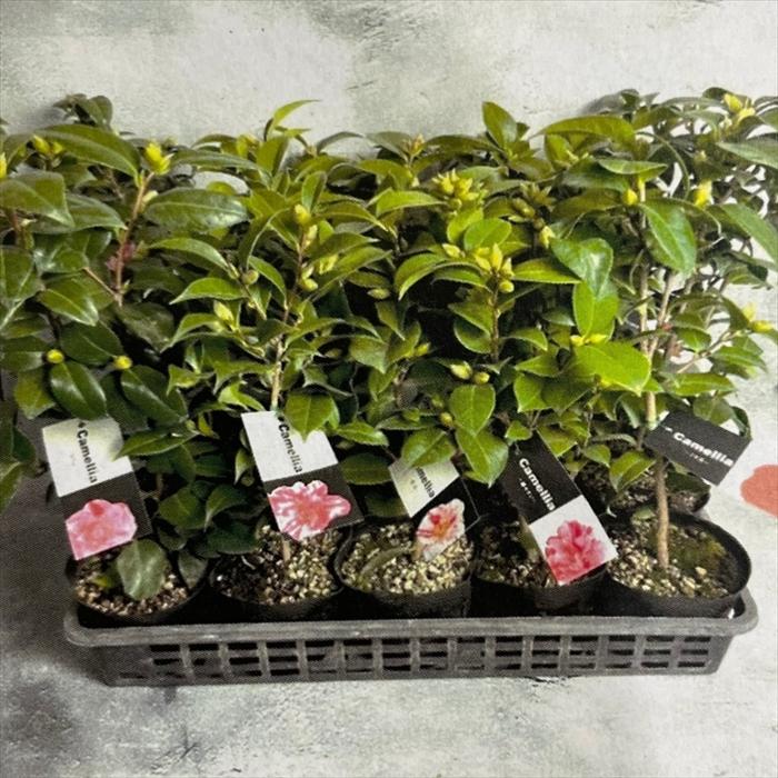 ベティズビューティ　洋種椿 ベティズビューティと紅雲 洋種椿