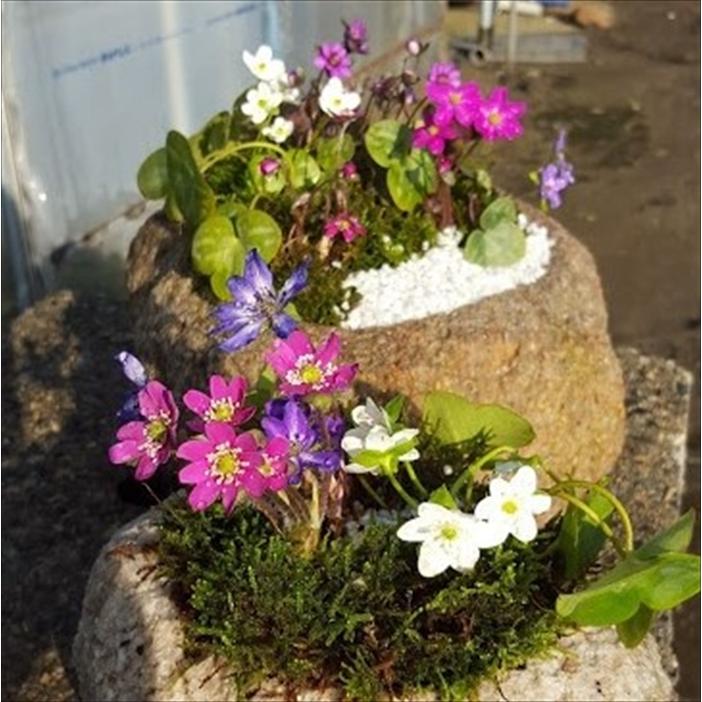 日本花キ流通 予約販売 雪割草 赤系濃色選抜おまかせ3個セット