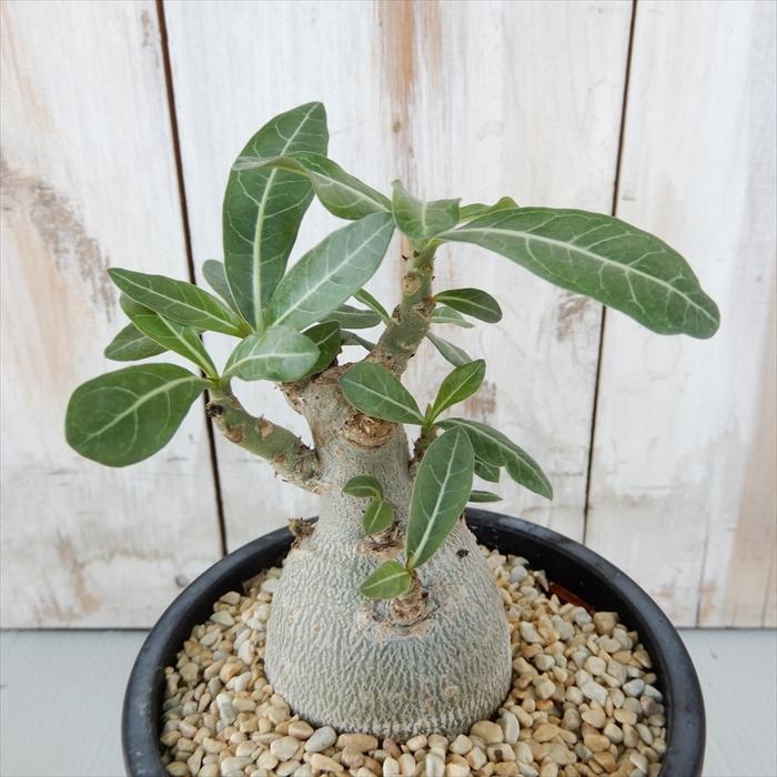 18 Off 多肉植物 Caアデニウム オベスム 多肉植物 コーデックス 10 5cmポット オープニング