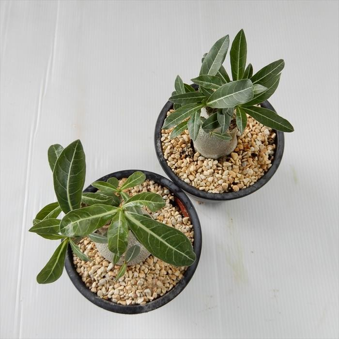 多肉植物 Caアデニウム オベスム 多肉植物 コーデックス 10 5cmポット Z フラワーネット日本花キ流通 通販 Yahoo ショッピング