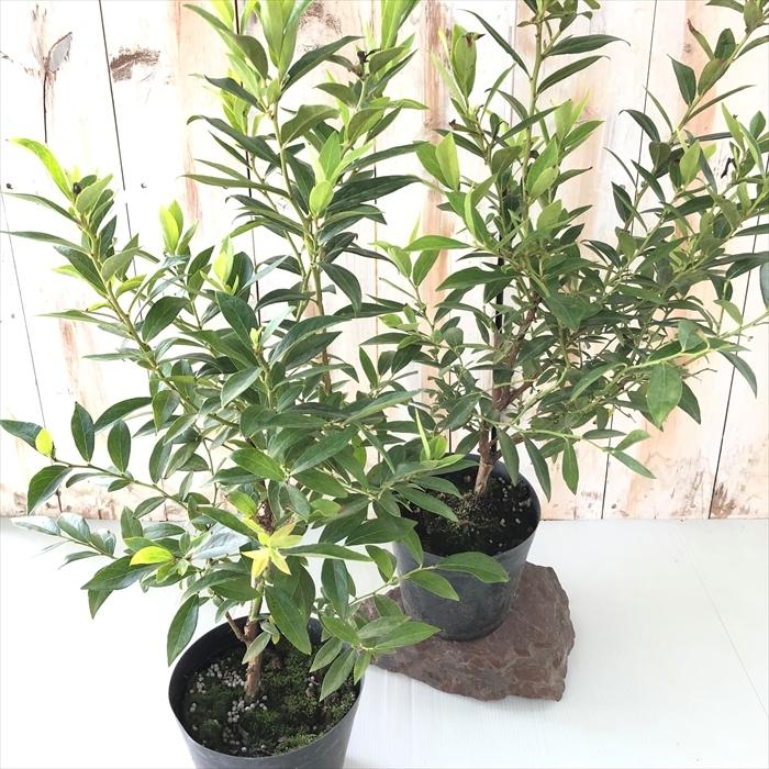 定番キャンバス 予約販売 ハイブリッドブルーベリー ピンクレモネード 果樹苗 苗木 苗 果実 4 5号鉢 ブルーベリー苗 10月中旬以降発送 庭木