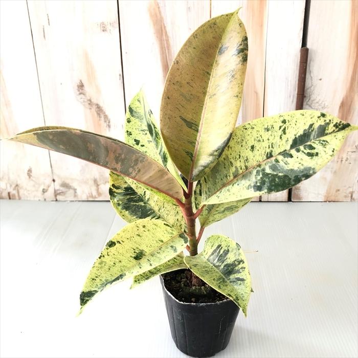 日本花キ流通 観葉植物 ゴムの木 斑入りフィカス ジン 7.5cm 日本花キ流通 観葉植物 ゴムの木 斑入りフィカス ジン 7.5cm