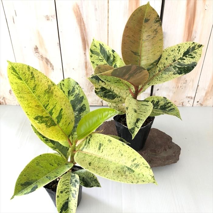 日本花キ流通 観葉植物 ゴムの木 斑入りフィカス ジン 7.5cm 日本花キ流通 観葉植物 ゴムの木 斑入りフィカス ジン 7.5cm