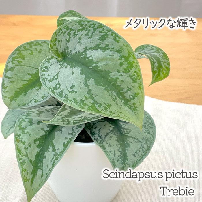 日本花キ流通 観葉植物 cot スキンダプサス トレビー 4号鉢 日本花キ流通 観葉植物 cot スキンダプサス トレビー 4号鉢