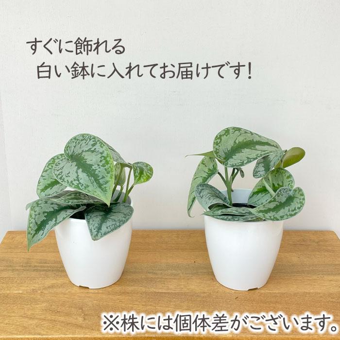 その他観葉植物 djsb.1418 djsb.1418様 確認ページ 観葉植物