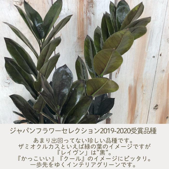 日本花キ流通 観葉植物 ザミオクルカス レイヴン 4号鉢 送料無料 日本花キ流通 観葉植物 ザミオクルカス レイヴン 4号鉢 送料無料
