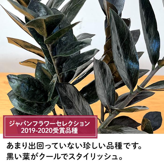 日本花キ流通 観葉植物 ザミオクルカス レイヴン 4号鉢 送料無料 観葉