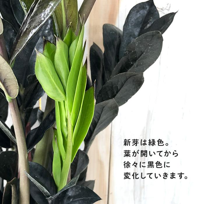 日本花キ流通 観葉植物 ザミオクルカス レイヴン 4号鉢 送料無料 観葉