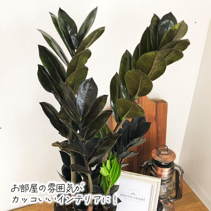 a*i様 ザミオクルカスレイヴン　1メートル以上　10号サイズ　超大型　超希少 a*i様 ザミオクルカスレイヴン 1メートル以上 10号サイズ 超大型