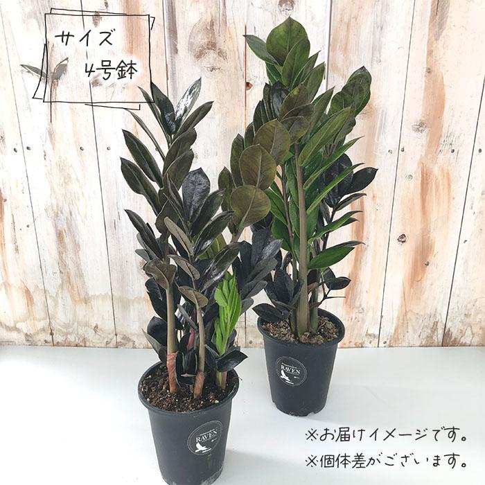 a*i様 ザミオクルカスレイヴン　1メートル以上　10号サイズ　超大型　超希少 a*i様 ザミオクルカスレイヴン 1メートル以上 10号サイズ 超大型