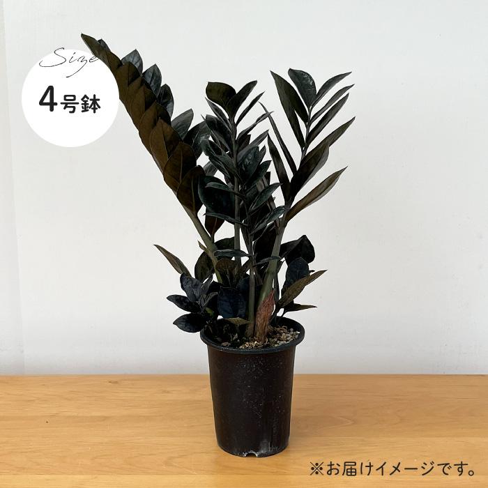 日本花キ流通 観葉植物 ザミオクルカス レイヴン 4号鉢 送料無料 観葉