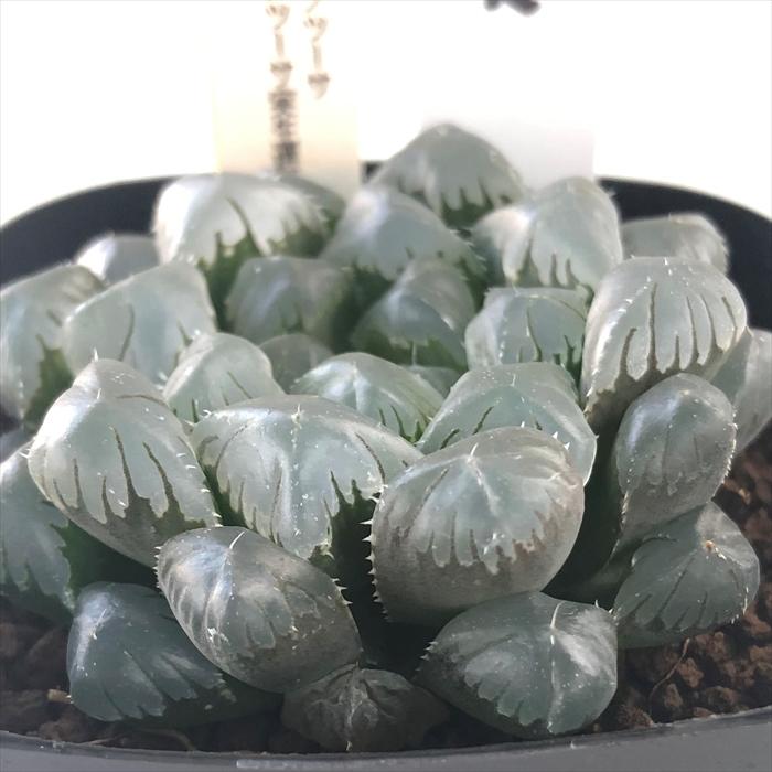 多肉植物 Niハオルチア 特丸紫レンズオブツーサ ドドソン紫オブツーサ実生選抜ns7 実生苗 多肉植物 カクタスニシさん苗 ハオルチア 0730 104 現品販売 7 5cm Z フラワーネット日本花キ流通 通販 Yahoo ショッピング