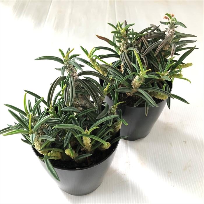 日本花キ流通 多肉植物 sdユーフォルビア キリンドリフォリア