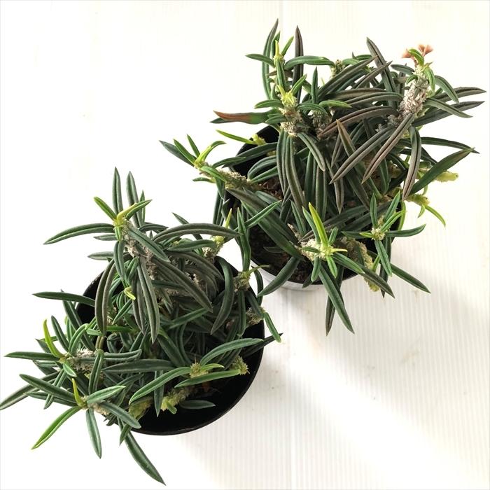 日本花キ流通 多肉植物 sdユーフォルビア キリンドリフォリア