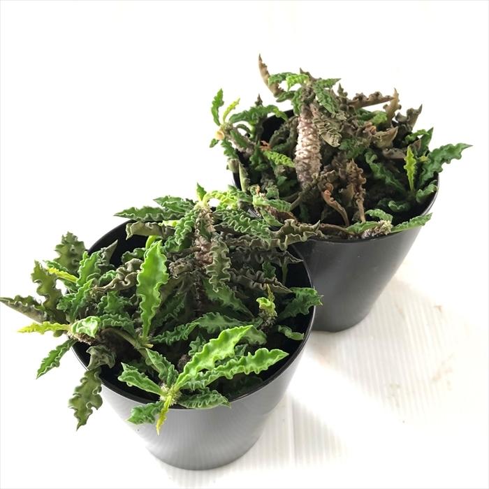 大株 ユーフォルビア デカリー 鉢付き ユーフォルビア デカリー Euphorbia decaryi no.41817 |