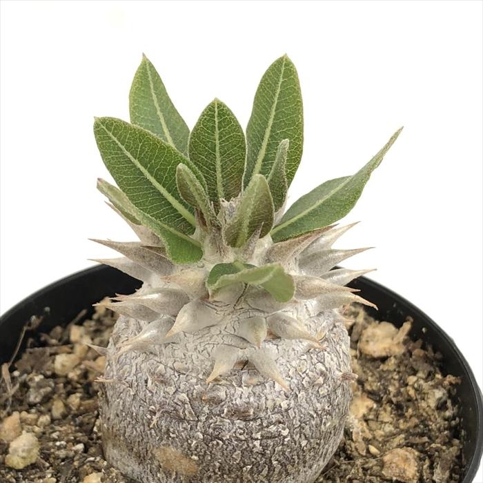 日本花キ流通 多肉植物 caパキポディウム 恵比寿大黒 実生 7.5cm 日本花キ流通 多肉植物 caパキポディウム 恵比寿大黒 実生 7.5cm