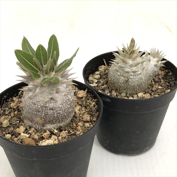 日本花キ流通 多肉植物 caパキポディウム 恵比寿大黒 実生 7.5cm 日本花キ流通 多肉植物 caパキポディウム 恵比寿大黒 実生 7.5cm