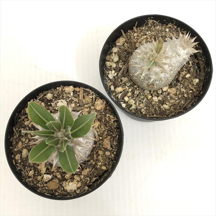 パキポディウム グラキリス　恵比寿大黒セット 51xTvDs7LSL._UF350,350_QL50_.jpg