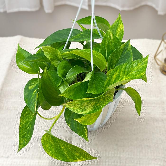 ポトス　テルノプレシャス 観葉植物 ポトス テルノ No.016 スフィーダ 5号鉢 吊り鉢 吊り
