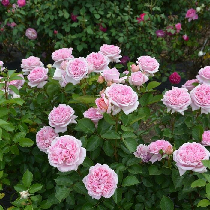 Mary様 ローズクォーツ薔薇No.360 Mary様 ローズクォーツ薔薇No.360